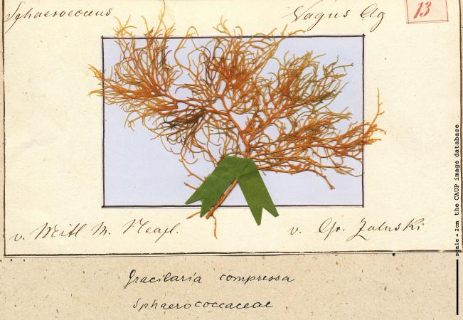 Gracilaria bursa-pastoris 13.jpg